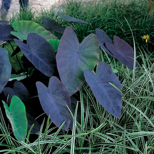 Colocasia rubra 'Black Magic'