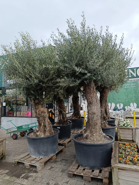 Olijfboom bonsai 235l