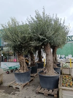 Olijfboom bonsai 235l