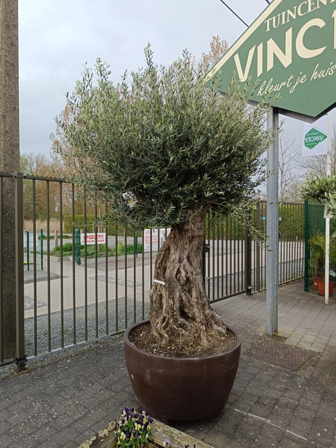 Olijfboom bonsai 310l 100/140