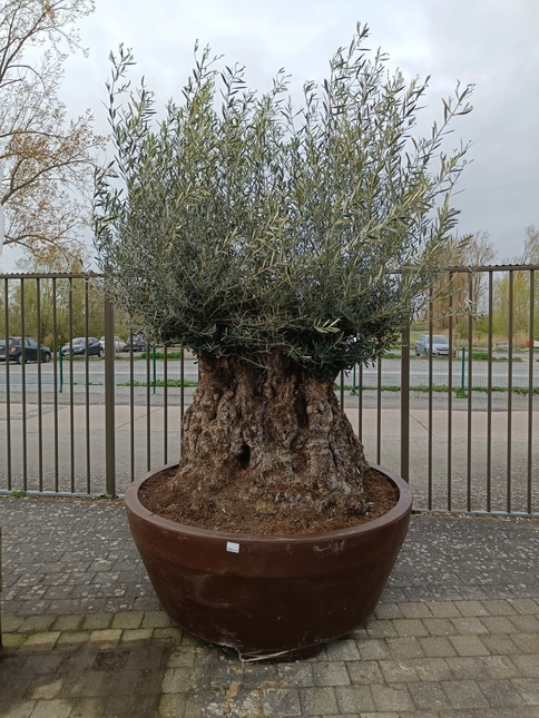 Olijfboom bonsai 800l