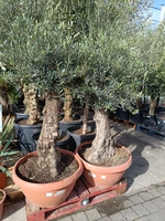 Olijfboom bonsai 90l
