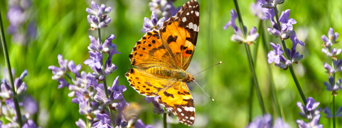 Blog | Biodiversiteit