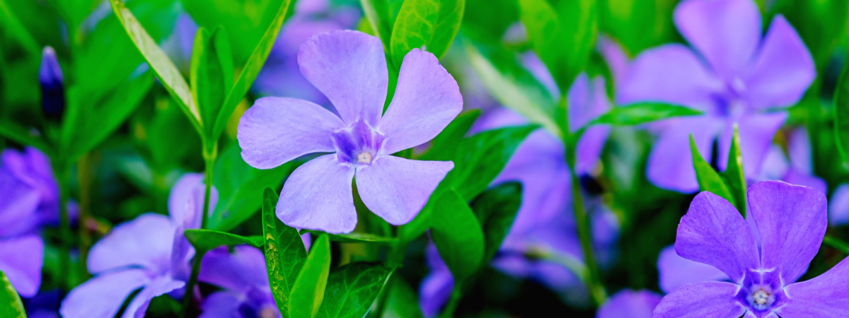 Blog | Biodiversiteit