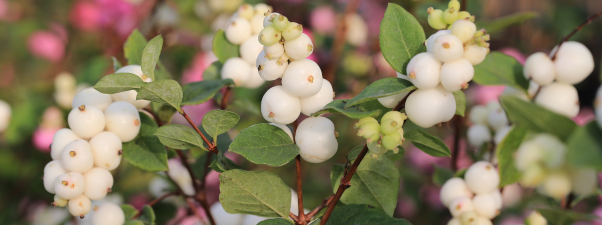 Blog | Biodiversiteit
