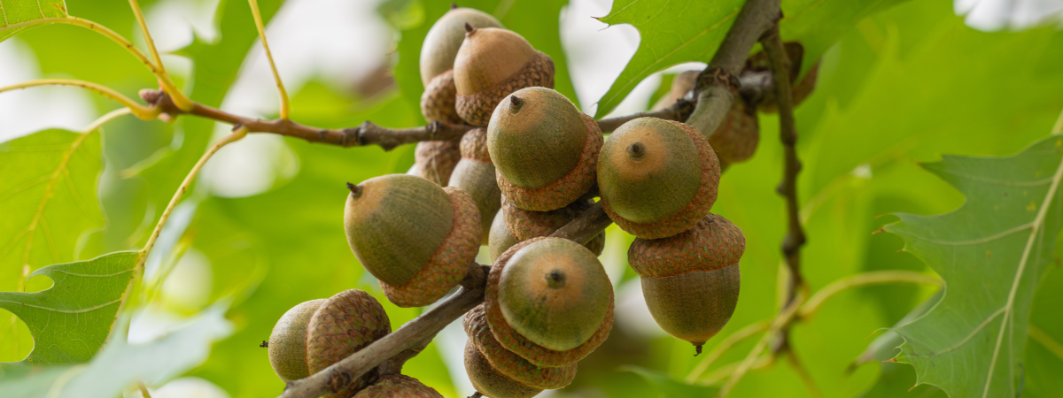 Blog | Biodiversiteit