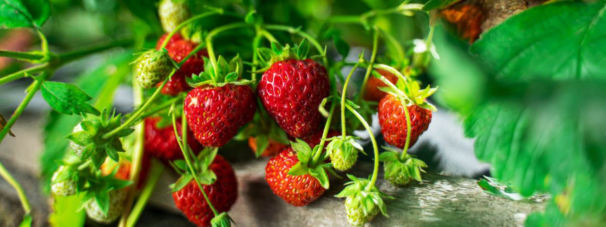 Blog | Biodiversiteit