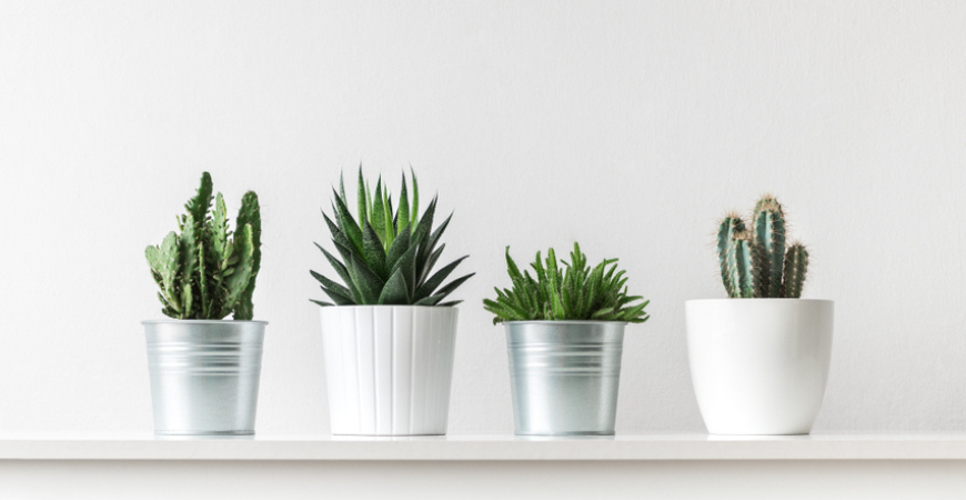 Tuincenter Vincent | Vetplanten & Cactussen