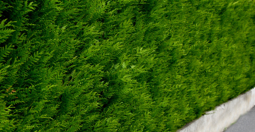 Tuincenter Vincent | Haagplanten kopen