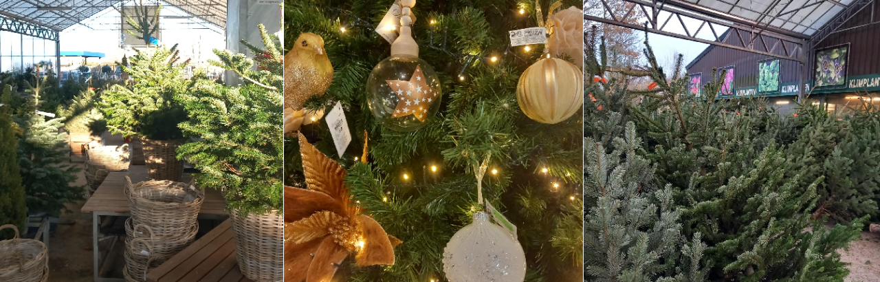 Echte kerstboom kopen Tuincenter Vincent Dendermonde