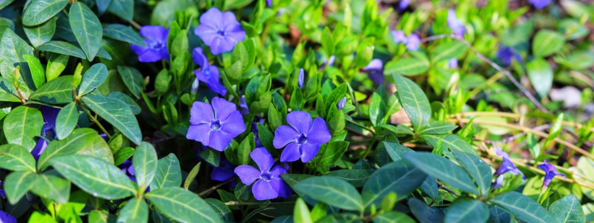 Minder tegels in de tuin - De voordelen van meer groen