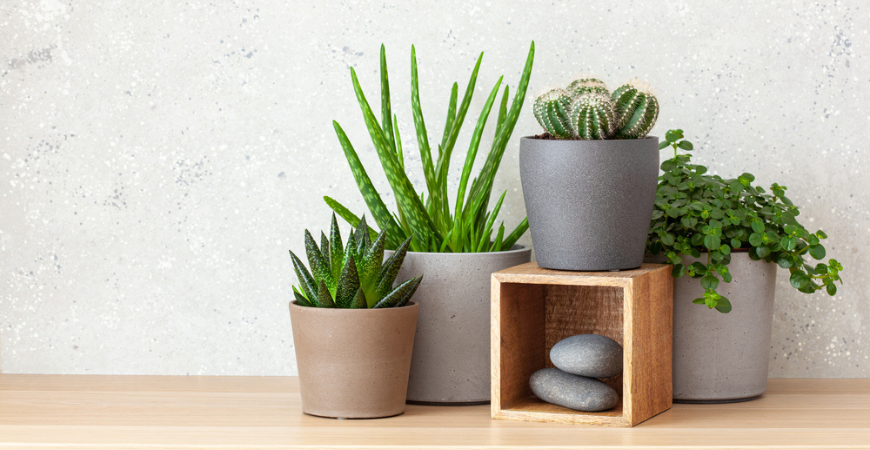 Tuincenter Vincent | Vetplanten & Cactussen