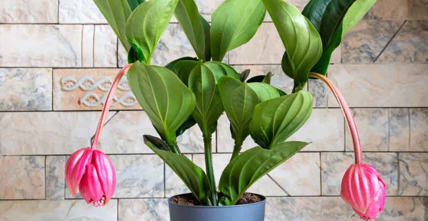 Tuincenter Vincent | Bloeiende kamerplant