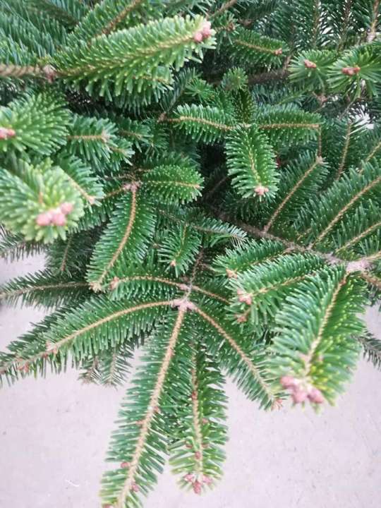 Kerstbomen te koop | Tuincenter Vincent 