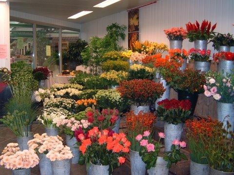 Bezoek het leukste tuincentrum van Oost Vlaanderen - Tuincenter Vincent