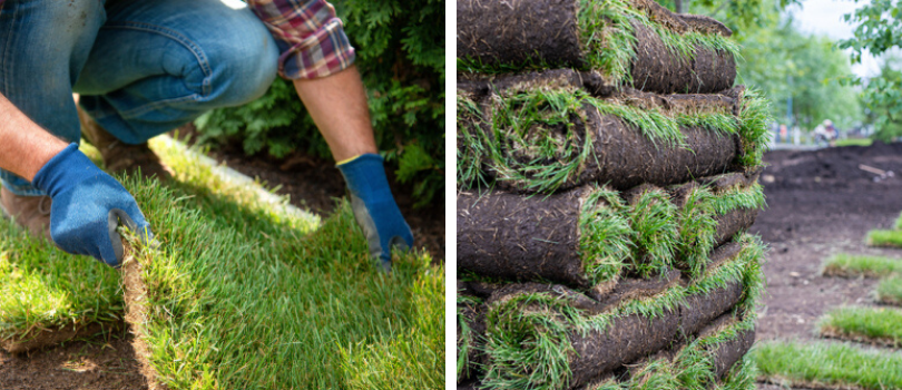 Graszoden kopen? | Bestel Online | tuincenter-vincent.be