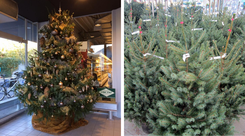 Krachtig Symmetrie naald Kerstbomen kopen in Dendermonde?