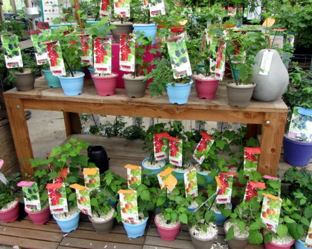 Koop zondag tuincentrum bij Aalst Koop zondag tuincentrum bij Aalst
