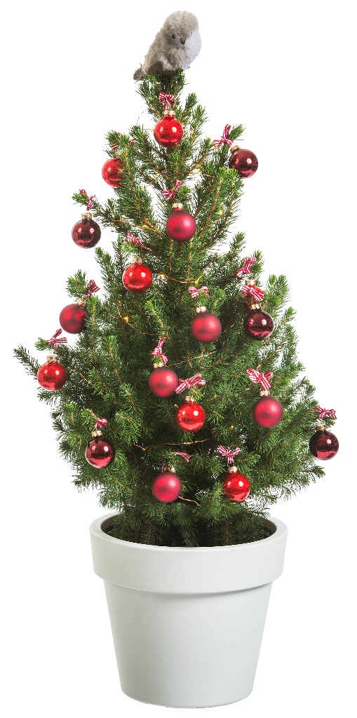 Picea glauca Conica