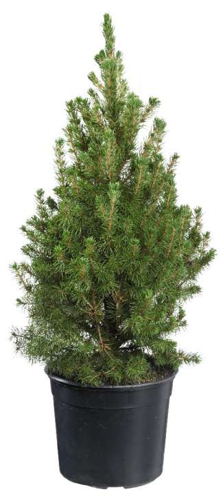 Picea glauca Conica | Tuincenter Vincent | Kerstbomen te Koop