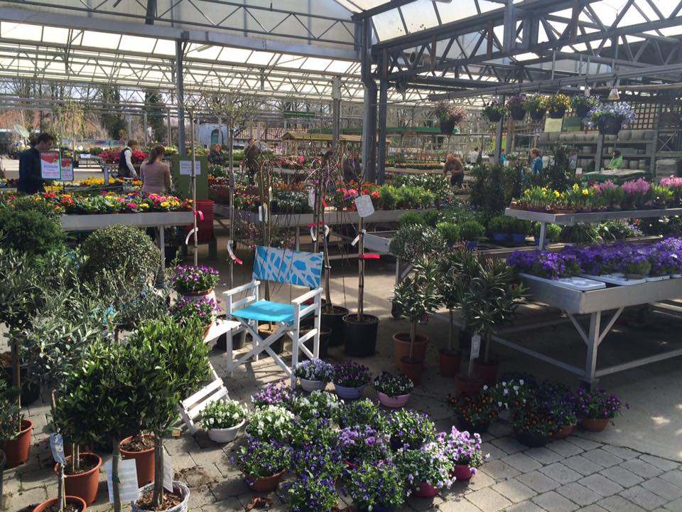 Planten koopt u bij Tuincentrum Vincent in Dendermonde Planten koopt u bij Tuincentrum Vincent in Dendermonde