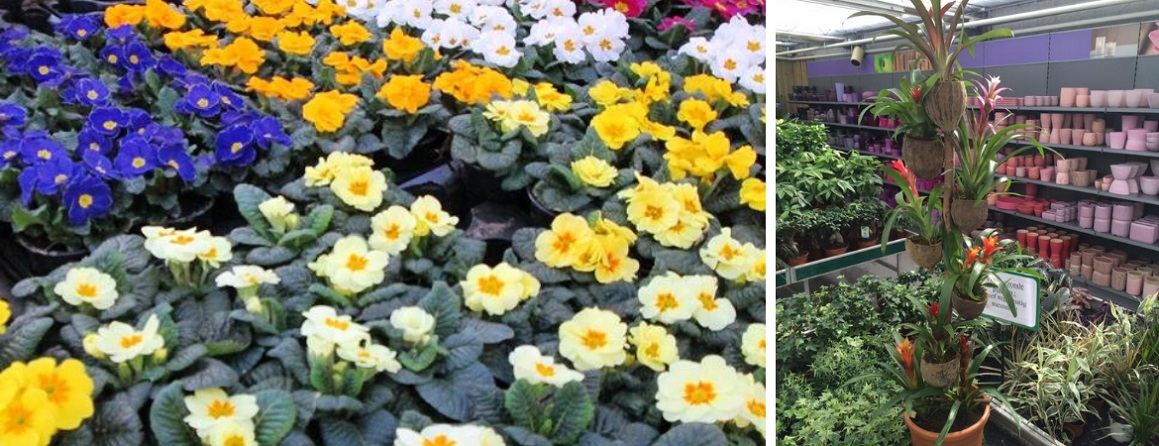 Planten Oost-Vlaanderen 