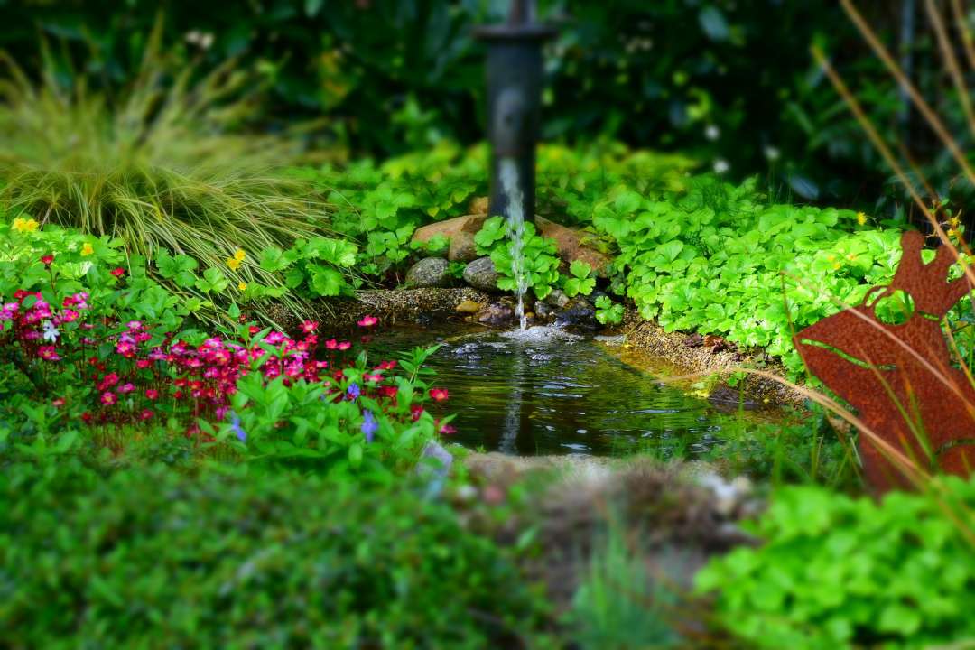Tuinvijver met helder, gezond water