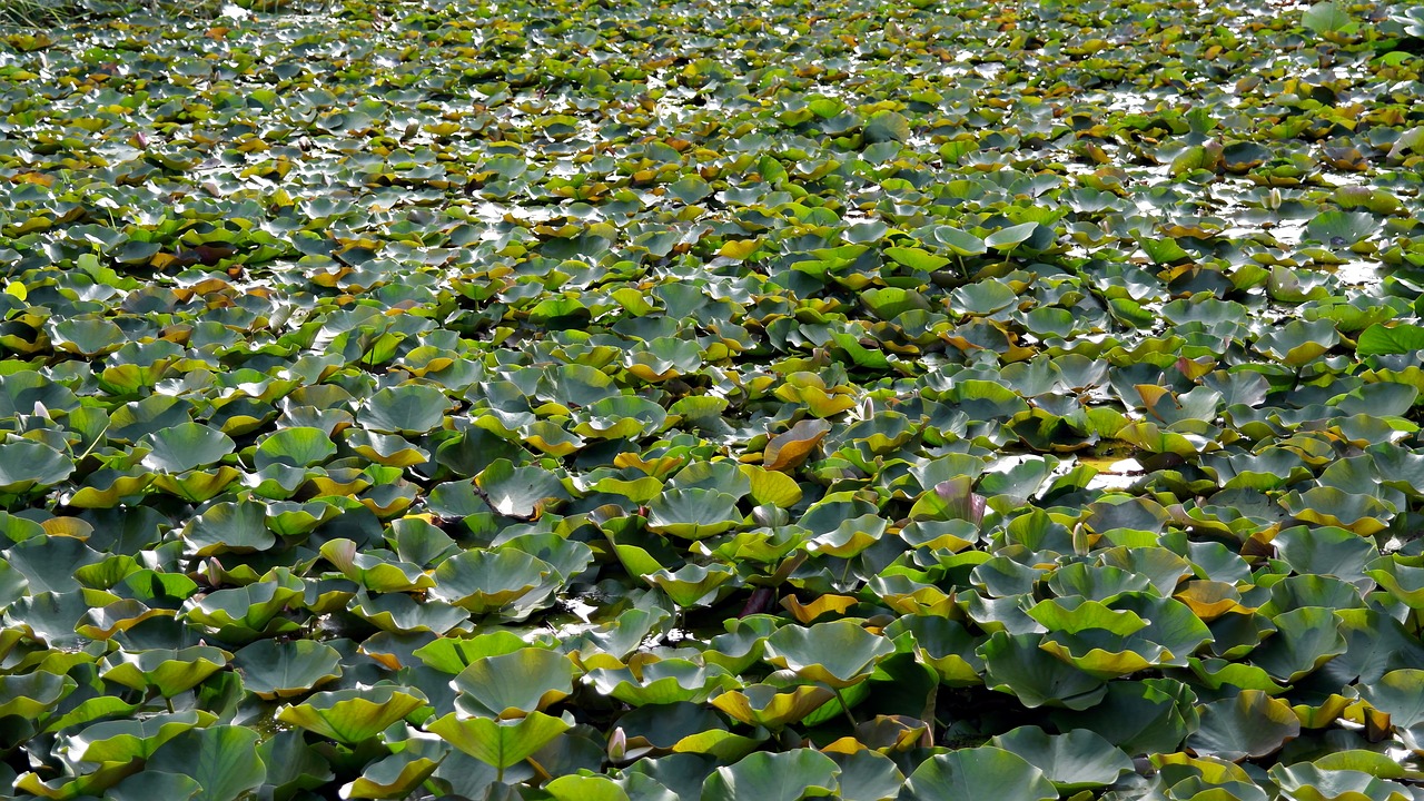 Vijver vol met waterplanten