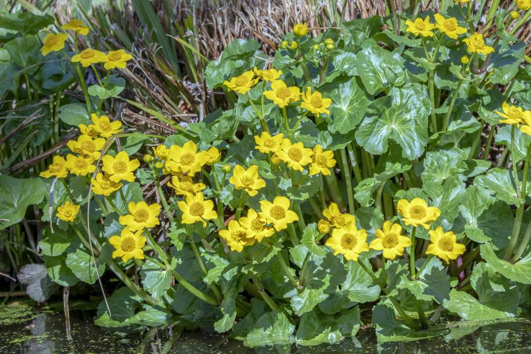 Dotterbloemen aan de rand van uw vijver