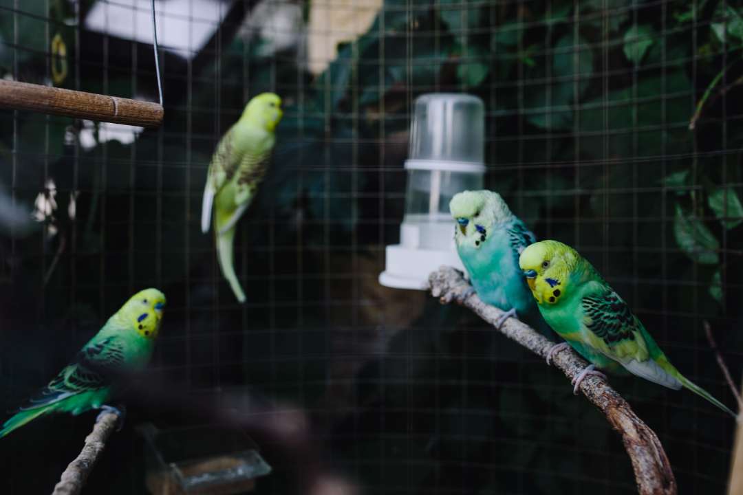 Parkieten in vogelkooi