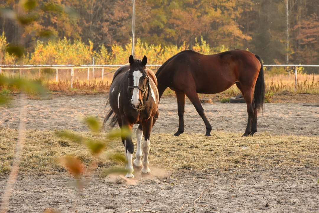 Paarden in de wei