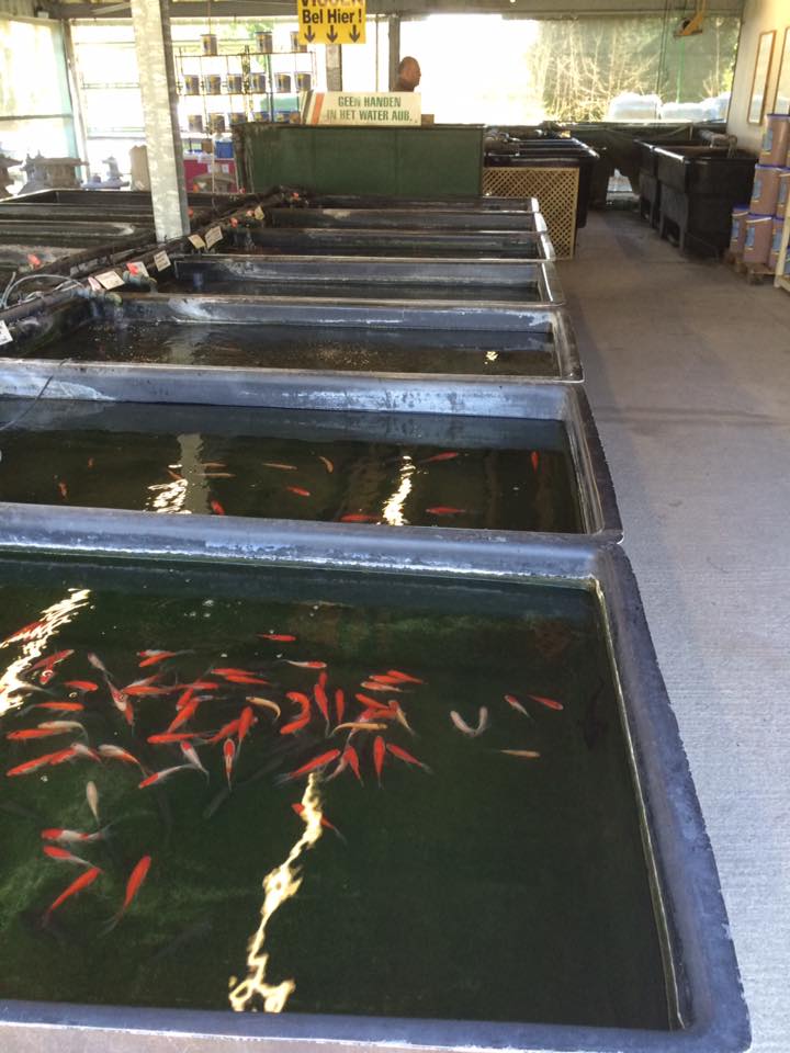 Vissen kopen bij Tuincentrum Vincent in Dendermonde