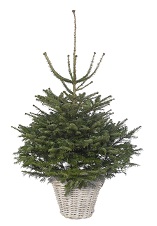 Abies Fraseri kerstboom | kerstbomen kopen | Tuincenter Vincent