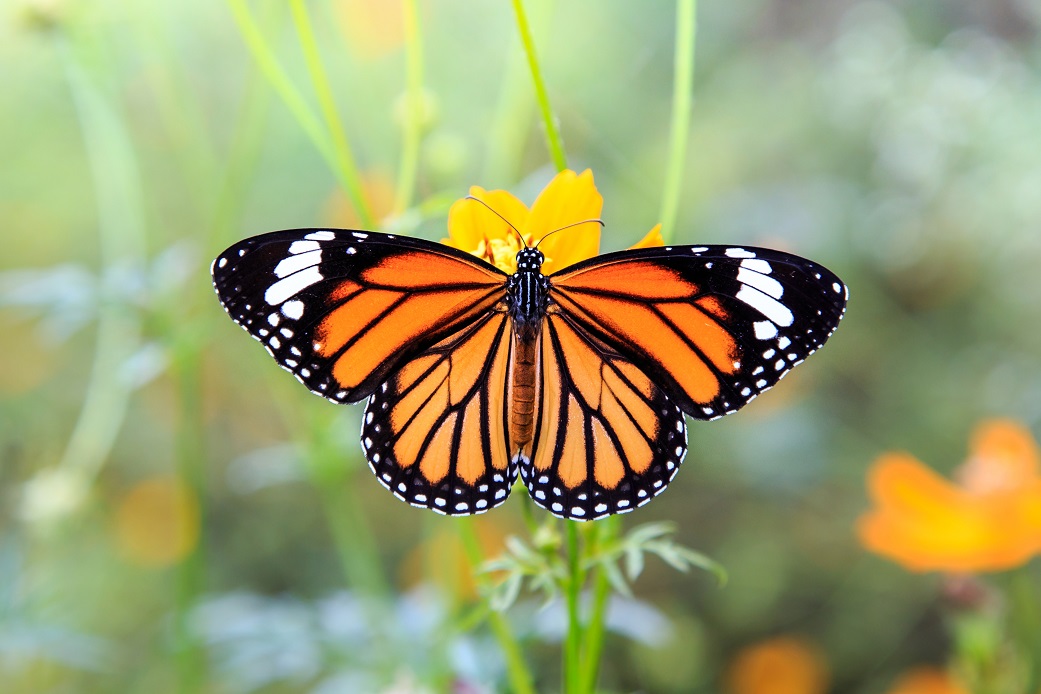duurzaam-tuinieren-vlinder-bloem