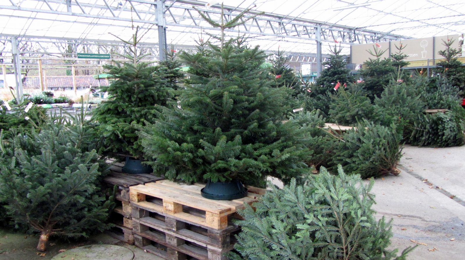 Kerstbomen te koop bij Tuincenter Vincent | Tuincenter-Vincent.be