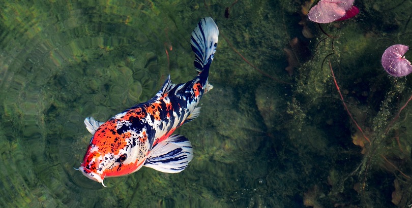 Foto Koi