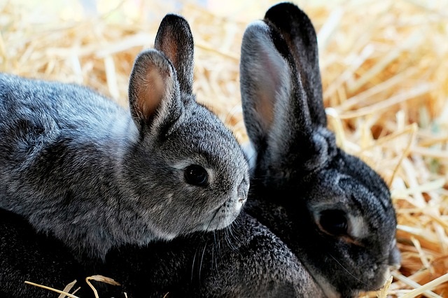 Dieren bij Tuincenter Vincent - Dendermonde 
