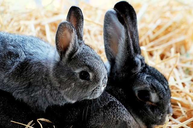 Dieren bij Tuincenter Vincent - Dendermonde 