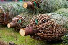 Echte kerstbomen - Nordmann Echte kerstbomen - Nordmann