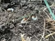 Engerlingen veroorzaken kale plekken Engerlingen veroorzaken kale plekken