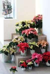 Poinsettia / kerstster Poinsettia / kerstster