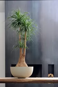 Beaucarnae Beaucarnae