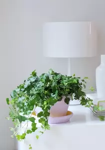 Hedera Hedera