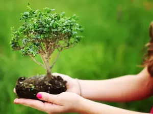 Bomen voor kleinere tuinen Bomen voor kleinere tuinen