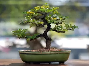 Bonsai Bonsai