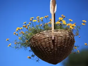 Hanging baskets Hanging baskets