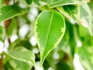 Ficus Ficus