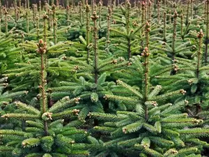 Kerstbomen Kerstbomen