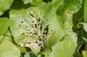 Pas op voor anthracnose Pas op voor anthracnose