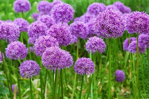 Snijbloem van de maand februari: Allium